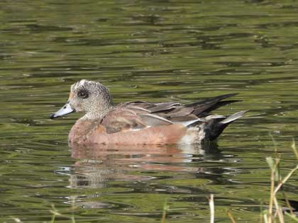 アメリカヒドリ