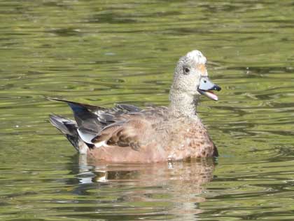 アメリカヒドリ