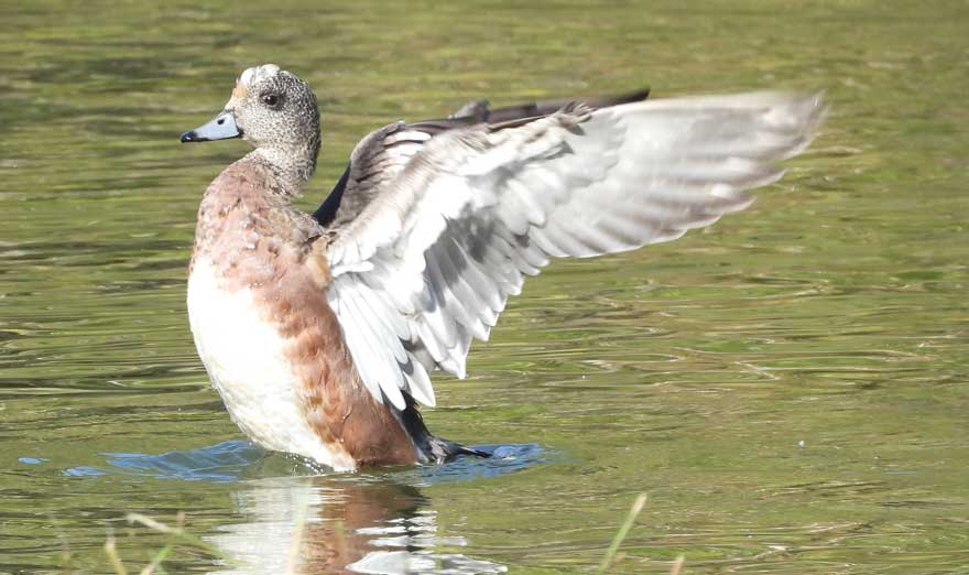 アメリカヒドリ