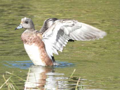 アメリカヒドリ