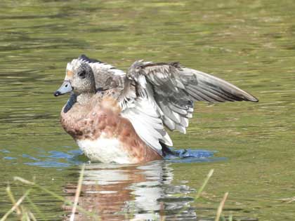 アメリカヒドリ