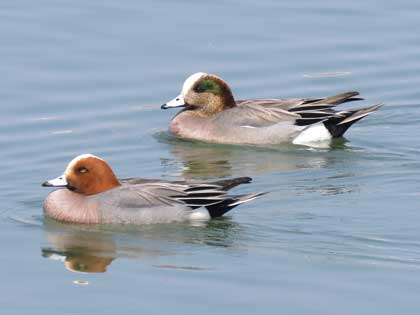 アメリカヒドリ