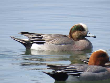 アメリカヒドリ
