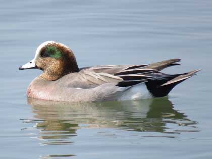 アメリカヒドリ