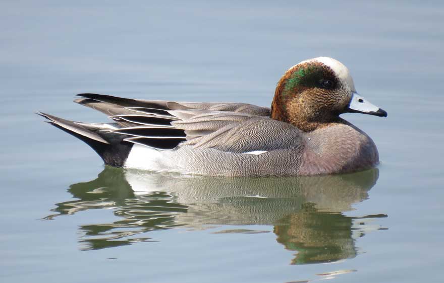 アメリカヒドリ