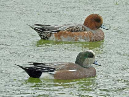アメリカヒドリ