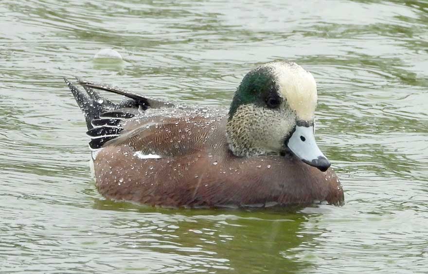 アメリカヒドリ