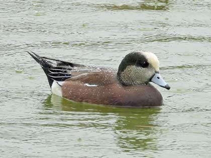 アメリカヒドリ