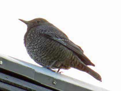 イソヒヨドリ(メス)