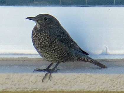 イソヒヨドリ(メス)