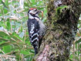 オオアカゲラ