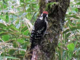 オオアカゲラ