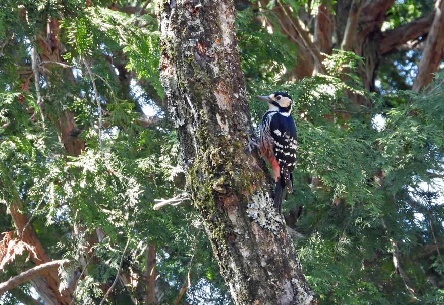 オオアカゲラ