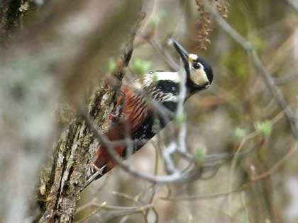 オオアカゲラ