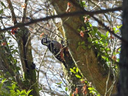 オオアカゲラ