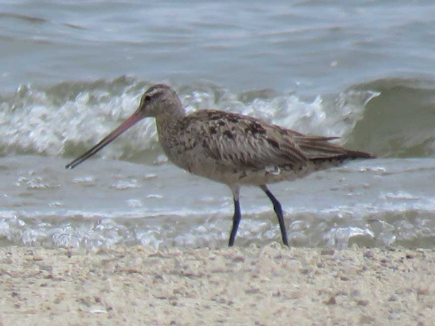 オオソリハシシギ