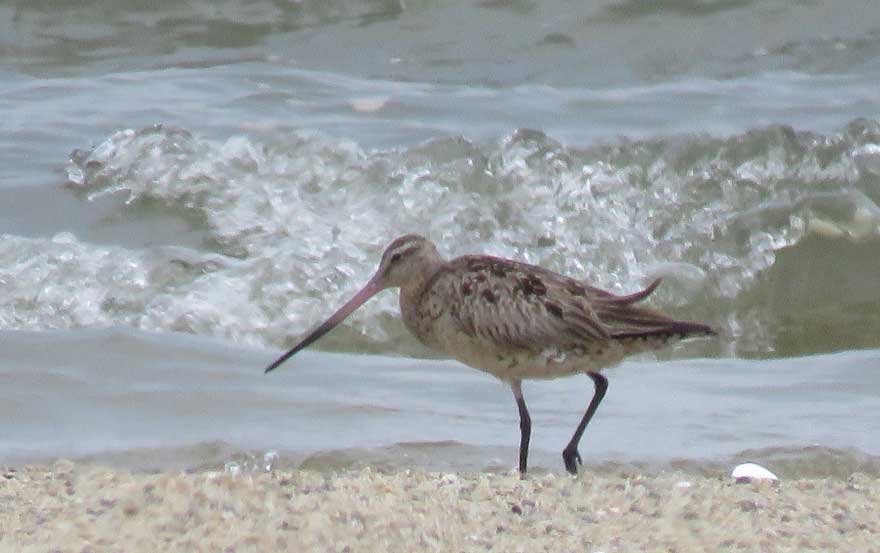 オオソリハシシギ