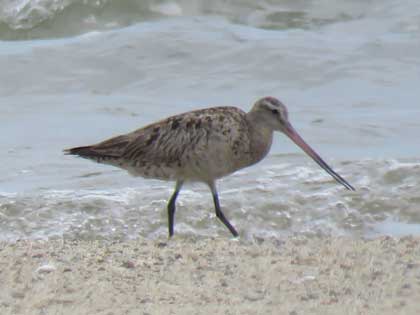 オオソリハシシギ