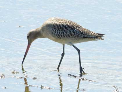 オオソリハシシギ