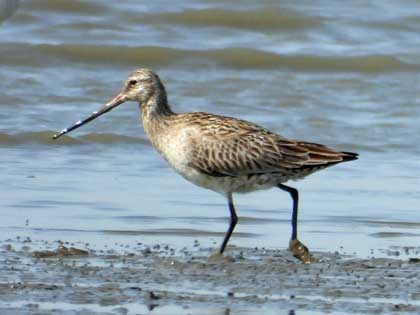 オオソリハシシギ