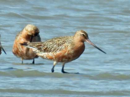 オオソリハシシギ