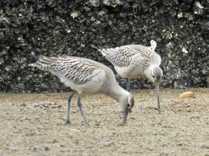 オオソリハシシギ