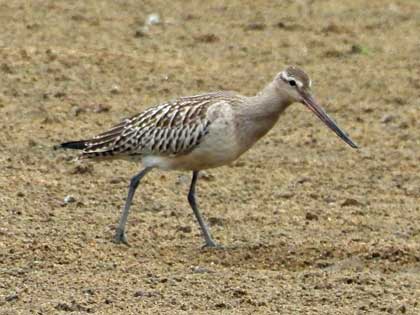 オオソリハシシギ