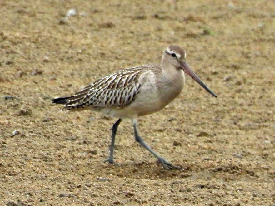 オオソリハシシギ