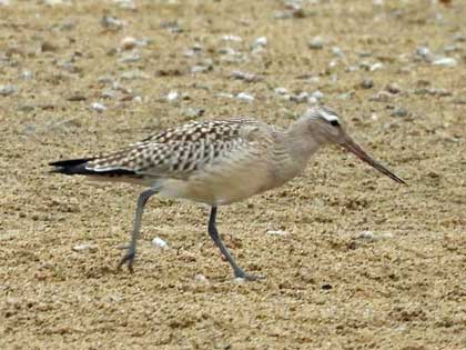 オオソリハシシギ