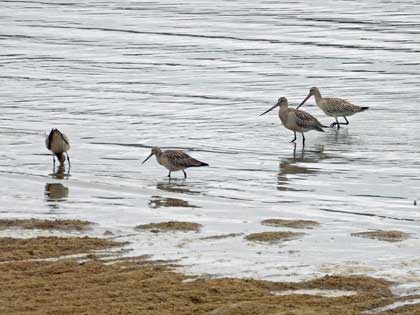 オオソリハシシギ