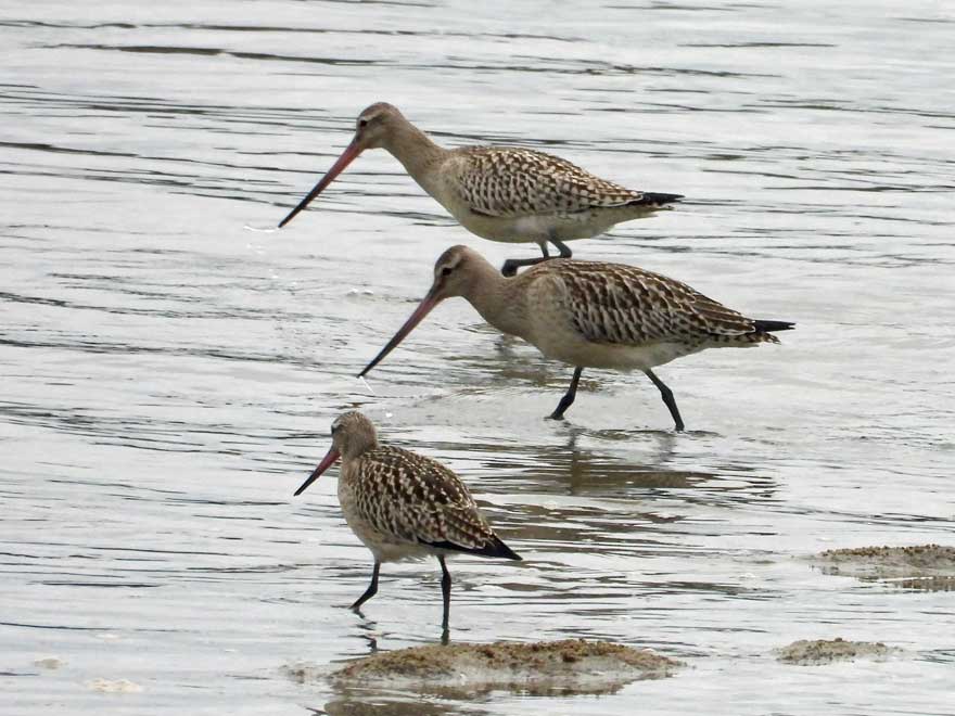 オオソリハシシギ