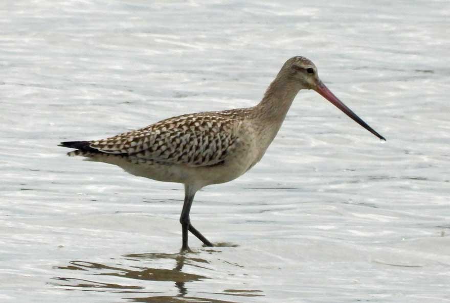 オオソリハシシギ