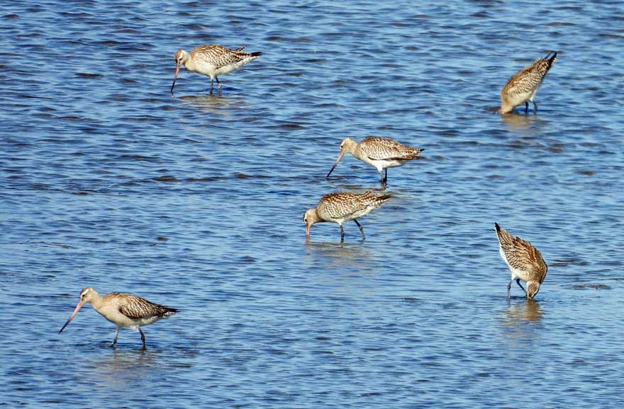 オオソリハシシギ