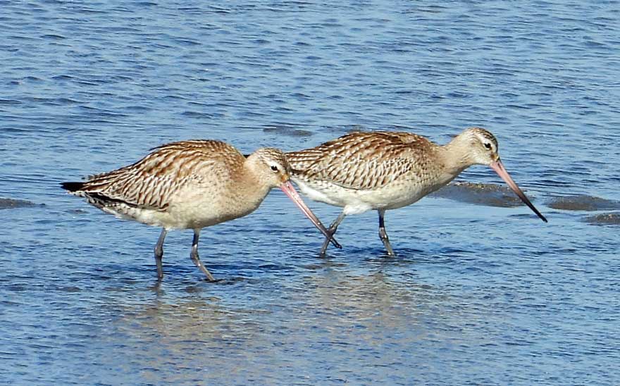 オオソリハシシギ