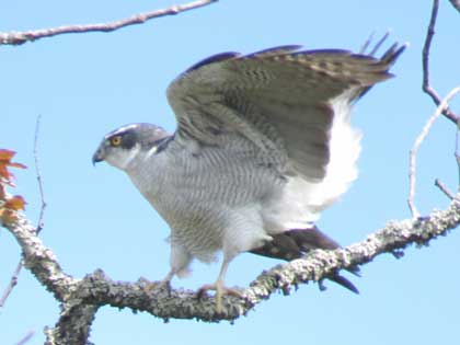 旭ヶ丘野鳥写真館
