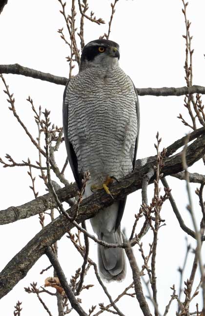 旭ヶ丘野鳥写真館