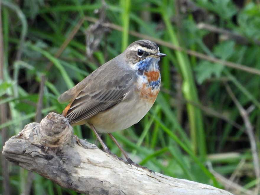 オガワコマドリ