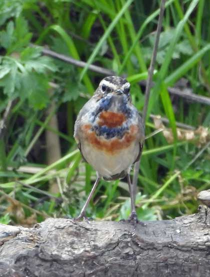 オガワコマドリ