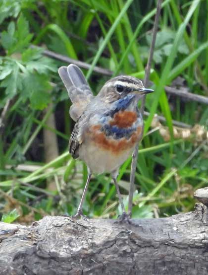 オガワコマドリ