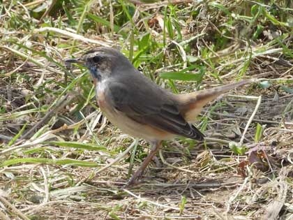 オガワコマドリ