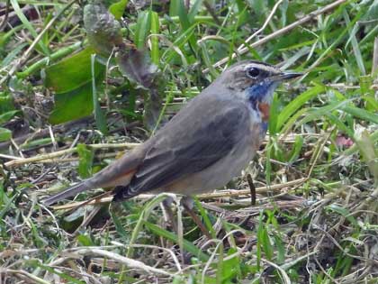 オガワコマドリ