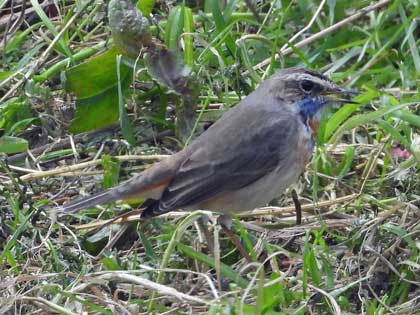 オガワコマドリ