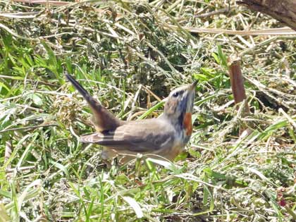 オガワコマドリ