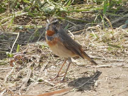 オガワコマドリ