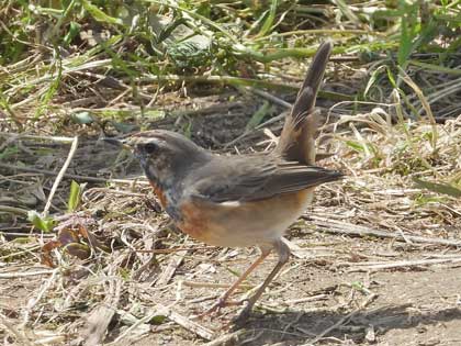 オガワコマドリ