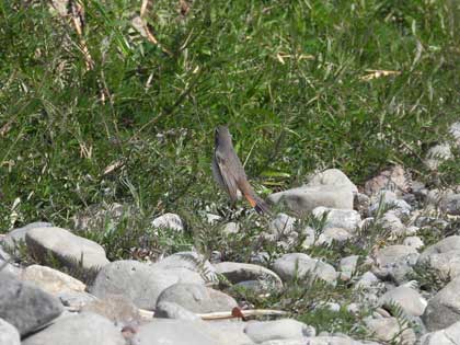 オガワコマドリ