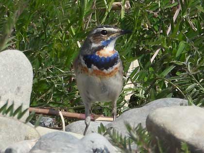 オガワコマドリ