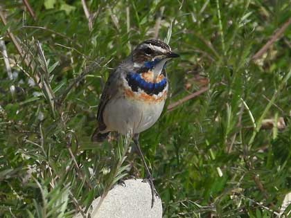 オガワコマドリ