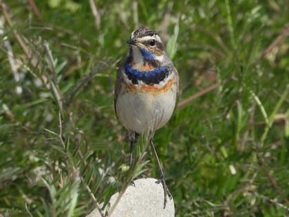 オガワコマドリ