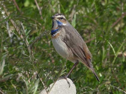 オガワコマドリ